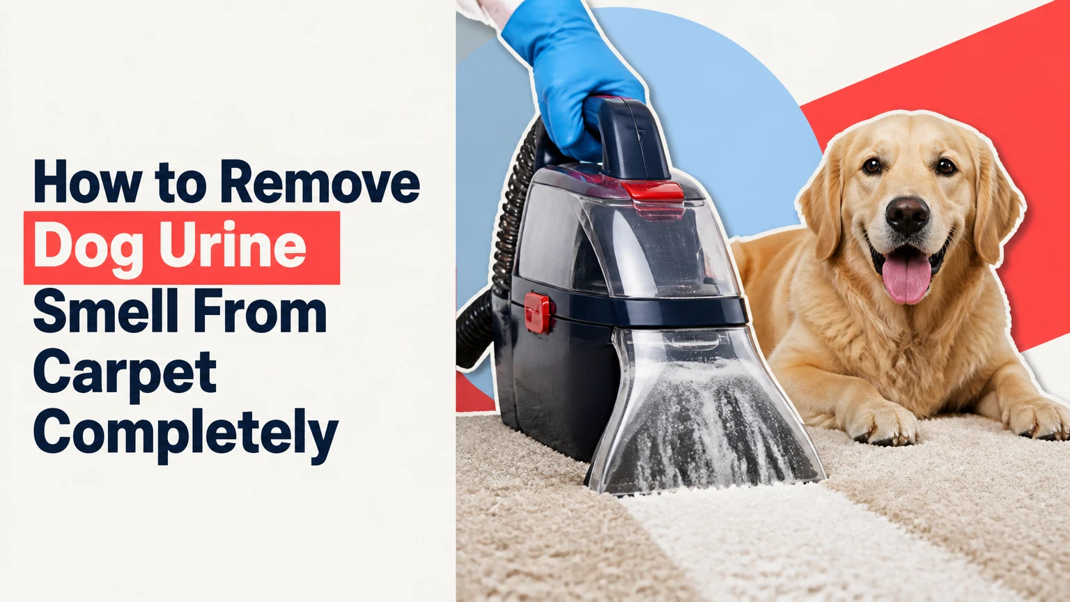 how to remove dog urine smell from carpet