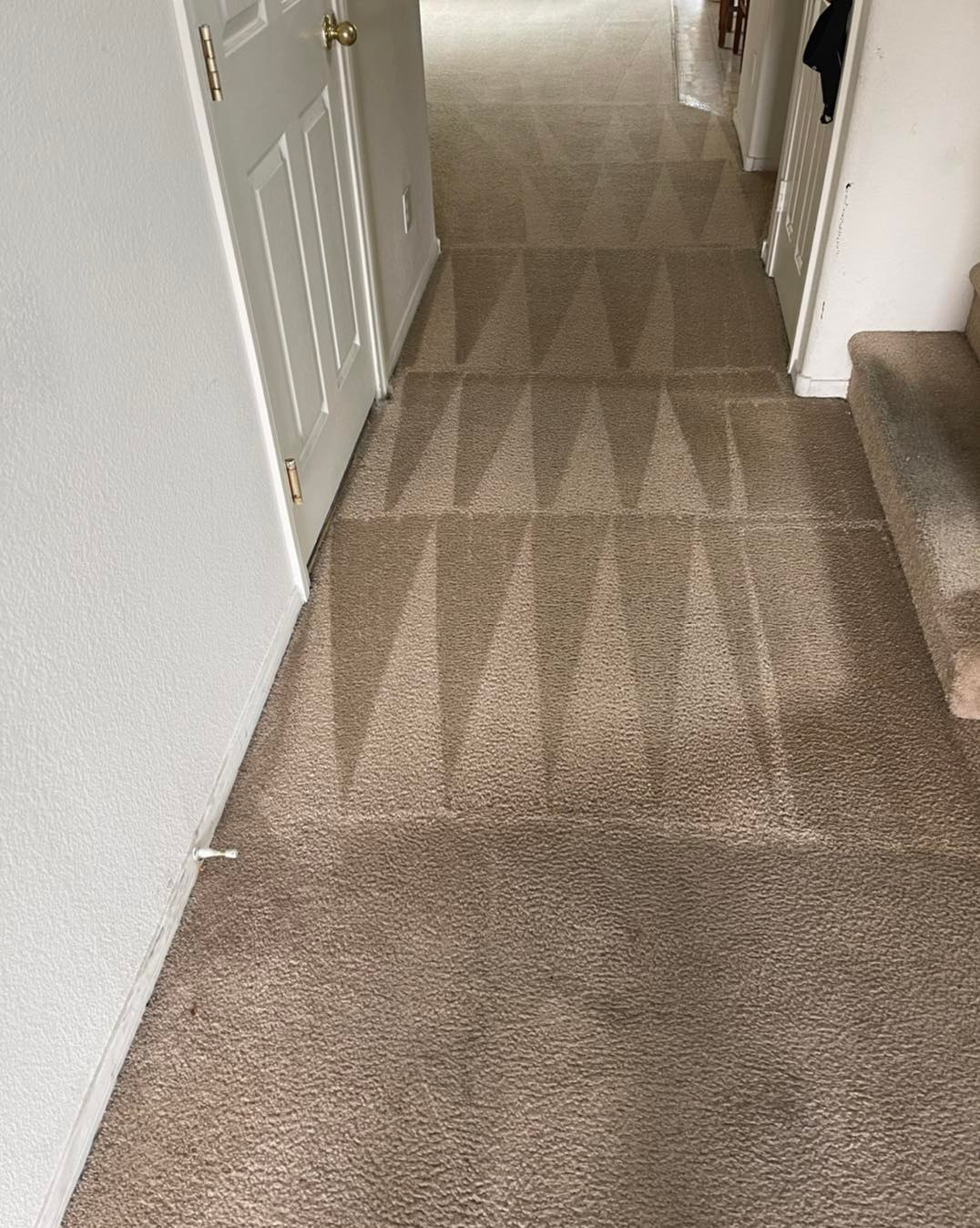 A freshly cleaned residential carpet